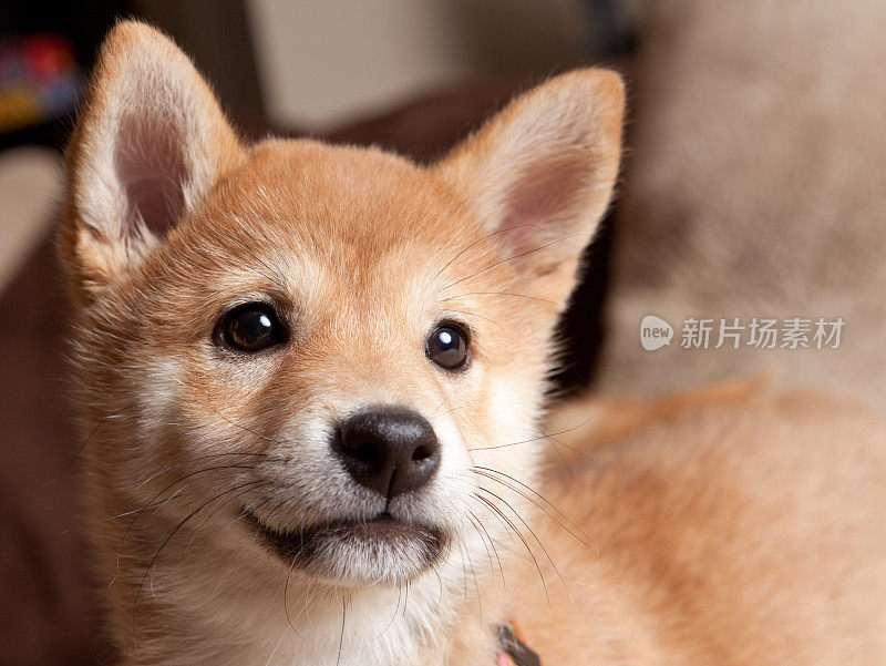 Shiba Inu 小狗